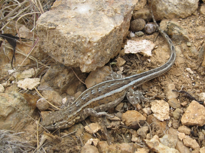 Side-blotched Lizard